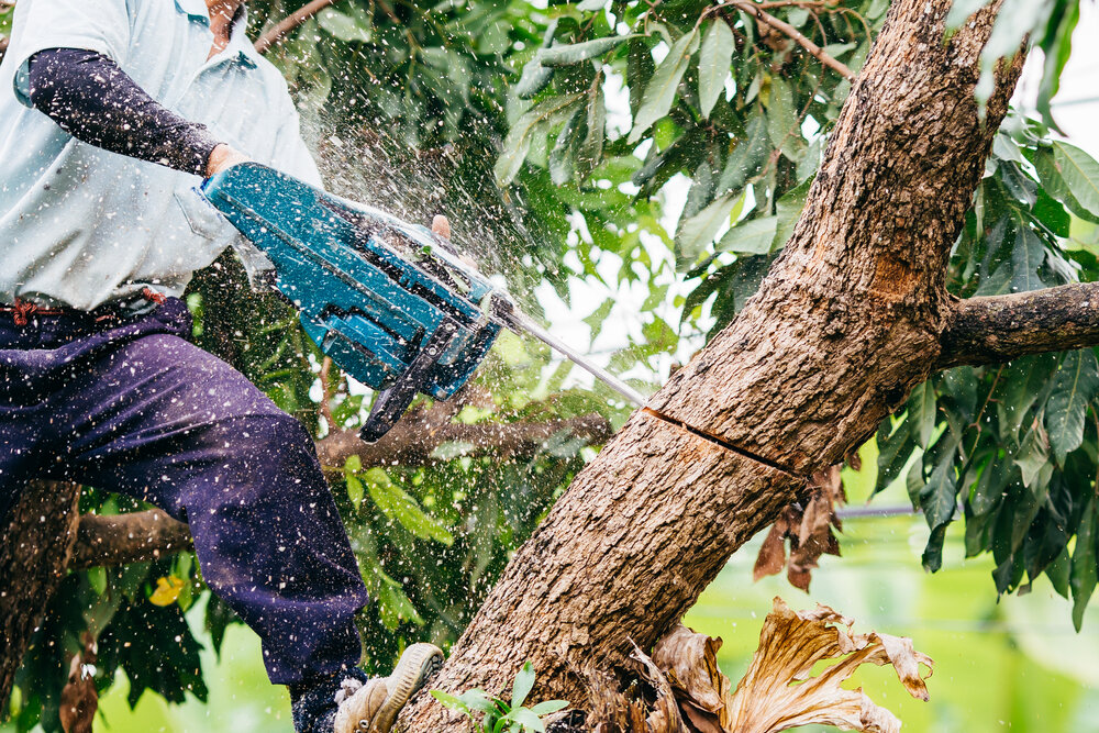 tree surgeon wilmslow
